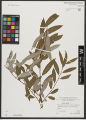 Foto von Salix alba L.